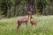 Southern gerenuk, Litocranius walleri, the giraffe gazelle. Exotic animals. Mother and baby