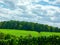 Southern german landscape with hedge in foreground followed by fields and forest in background 2