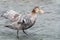 Southern Giant Petrel