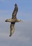 Southern giant petrel flying over the Antarctic