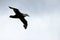 Southern giant petrel flying in the skies of Antarctica