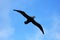 Southern giant petrel flying in the skies of Antarctica
