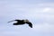 Southern giant petrel flying in the skies of Antarctica