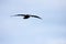 Southern giant petrel flying in the skies of Antarctica