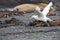 Southern Giant Petrel, Macronectes giganteus