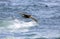 Southern giant petrel, macronectes giganteus, in flight above surfs of Antarctica