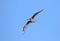 Southern giant petrel, macronectes giganteus, in flight with blue skies of Antarctica