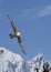 Southern giant petrel soaring mountains in the background of the