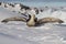 Southern giant petrel which sits in snow having opened wings