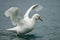 Southern Giant Petrel - White Morph