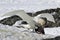Southern giant petrel white morphs who eats penguin chick