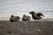 Southern giant petrels in Antarctica