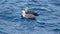 Southern giant petrels in Antarctica
