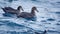 Southern giant petrels in Antarctica