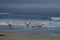 Southern Giant Petrels [Macronectes giganteus] in the Falkland Islands