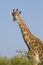 Southern Giraffe, (Giraffa camelopardalis), South Africa