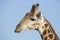 Southern Giraffe (Giraffa camelopardalis) South Africa