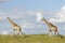 Southern Giraffe (Giraffa camelopardalis) two males walking in S