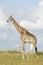 Southern Giraffe Male (Giraffa camelopardalis) South Africa