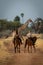 Southern giraffe passes two women riding horses