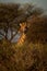 Southern giraffe pokes its head over bush