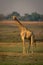 Southern giraffe stands on plain watching camera