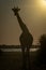 Southern giraffe stands silhouetted against setting sun