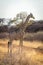 Southern giraffe stands beside track in profile