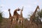 Southern giraffes