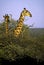 Southern Giraffes Mother and Immature   11315