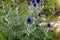 Southern globe thistle (Cardo pallotta)