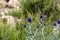 Southern globe thistle (Cardo pallotta)