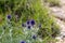 Southern globe thistle (Cardo pallotta)