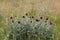 Southern globe thistle (Cardo pallotta)