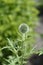 Southern globethistle