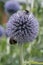 Southern globethistle, Echinops ritro, close-up flowers with bumblebees