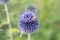 Southern globethistle Echinops ritro, close-up of flowers with a honeybee