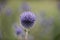 Southern globethistle Echinops ritro, close-up of steel-blue flowers