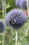 Southern globethistle, Echinops ritro, flowers with bumblebee