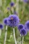 Southern globethistle Echinops ritro Veitchs Blue, steel-blue flower with a honeybee