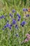 Southern globethistle Echinops ritro Veitchs Blue, steel-blue flowering plants