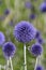 Southern globethistle Echinops ritro Veitchs Blue, steel-blue flowers
