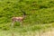 Southern Grant's Gazelle (Nanger granti) in the Hell's Gate National Park, Ken