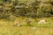 Southern Grant's Gazelle (Nanger granti) in the Longonot National Park, Ken