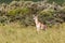 Southern Grant& x27;s Gazelle & x28;Nanger granti& x29; in the Longonot National Park, Ken