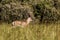 Southern Grant's Gazelle (Nanger granti) in the Longonot National Park, Ken