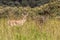 Southern Grant's Gazelle (Nanger granti) in the Longonot National Park, Ken