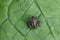 A Southern Green Shield bug nymph or Nezara viridula, resting on a leaf.