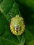 A Southern Green Shield Bug sitting on a leaf