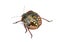 Southern green stink bug, Nezara viridula